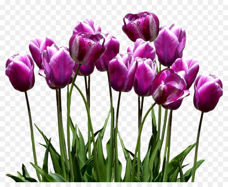 Tulip，Fondo De Escritorio PNG