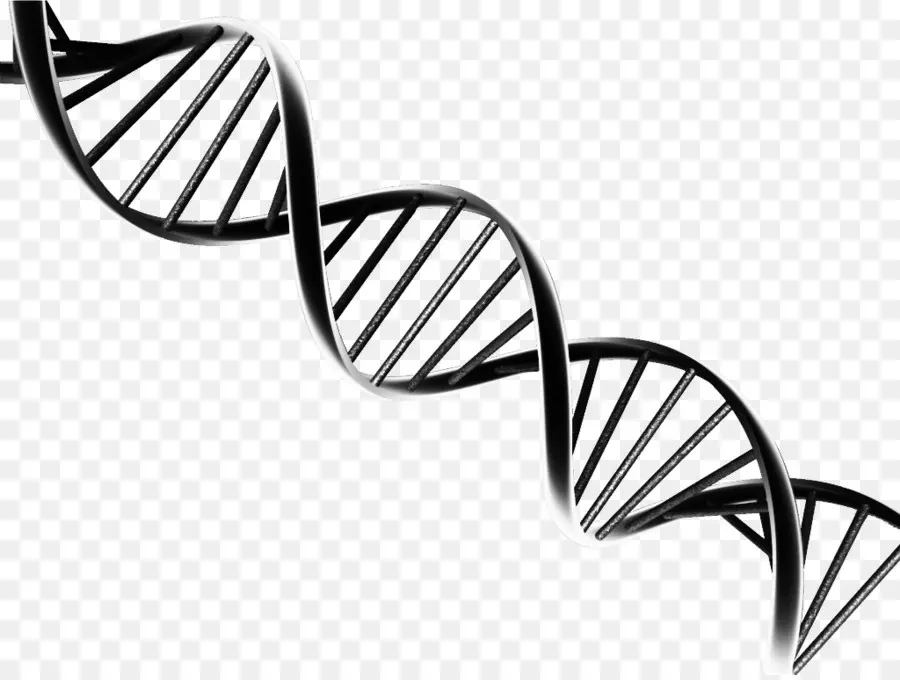 Adn，El ácido Nucleico De Doble Hélice PNG