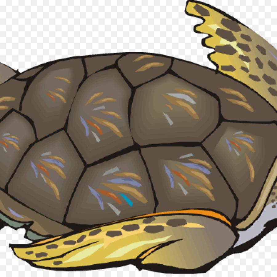 Tortuga，Tortuga De Mar PNG