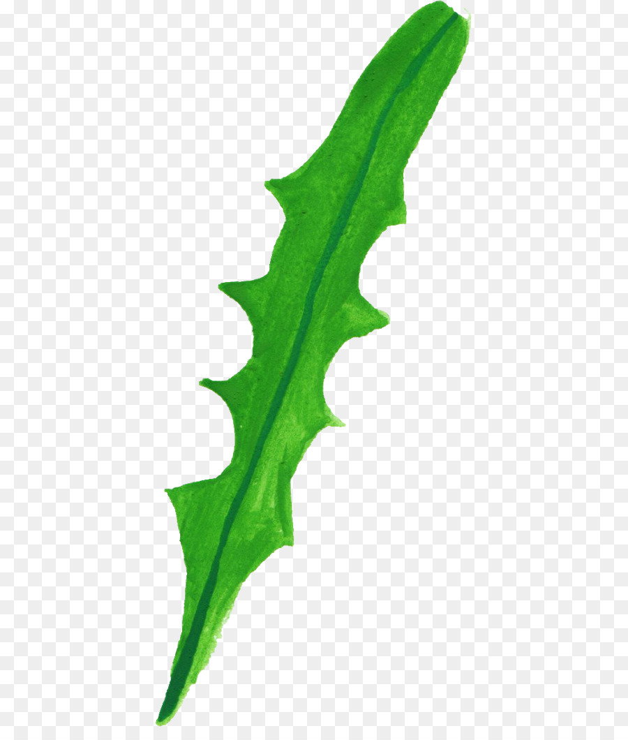 Hoja，Estadounidense Holly PNG