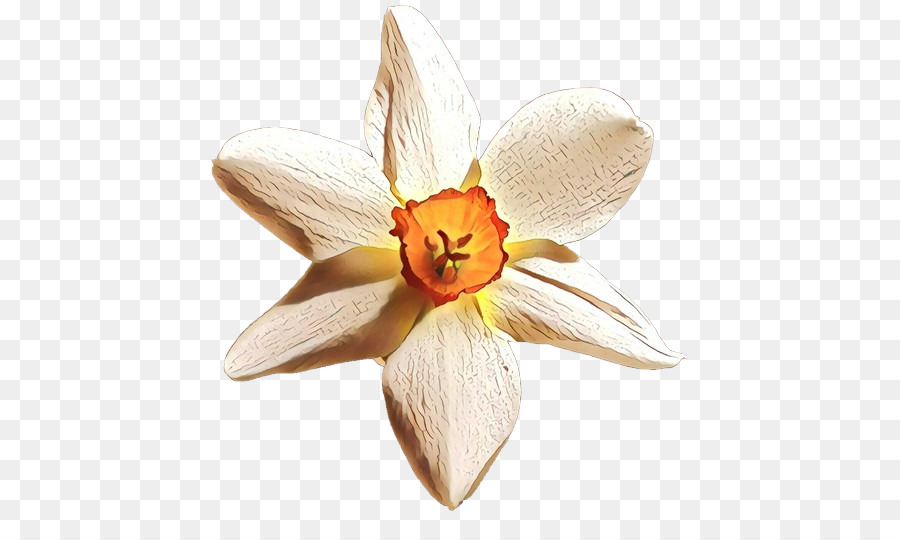 Narcissus，Orange Sa PNG