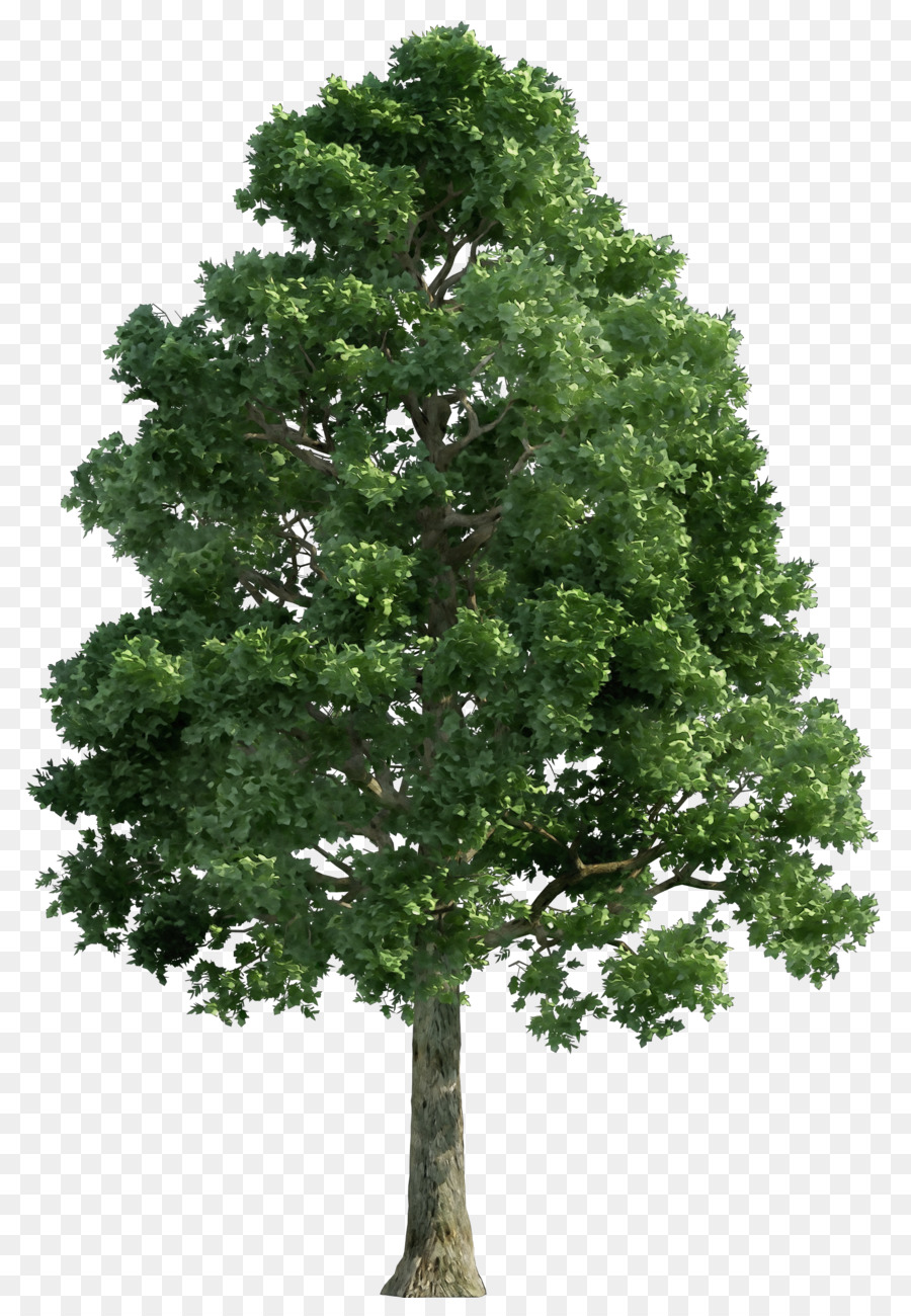 Árbol，Postscript Encapsulado PNG