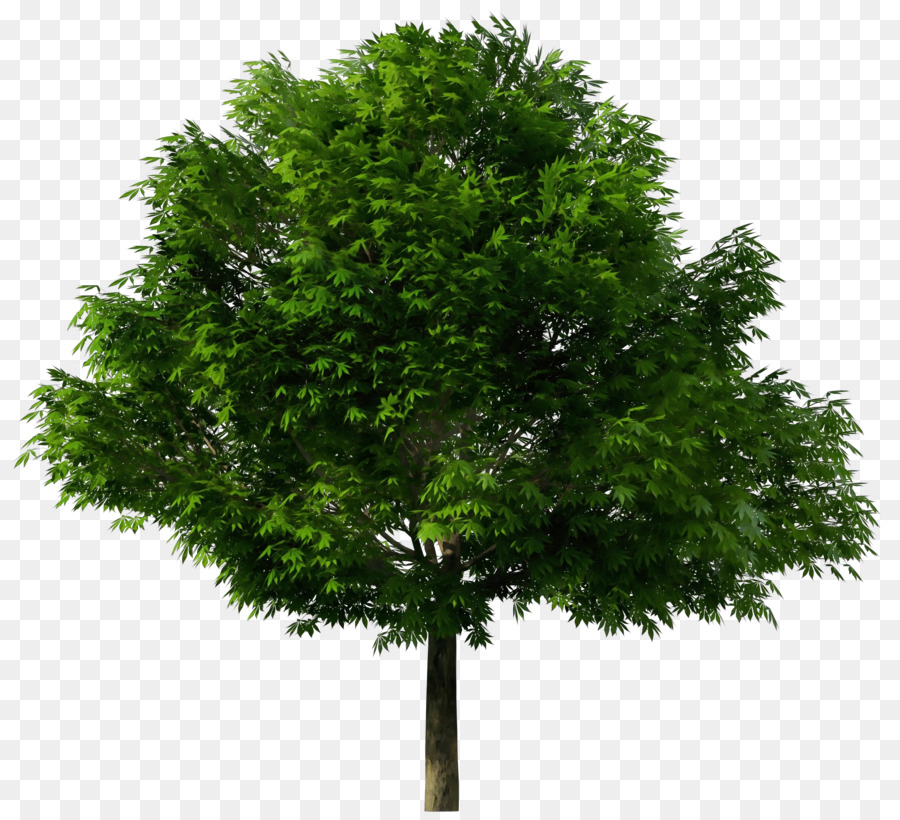 Árbol，Roble PNG