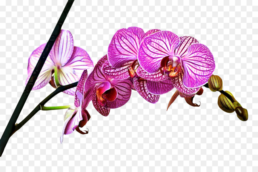 Orquídea Roja，Planta PNG