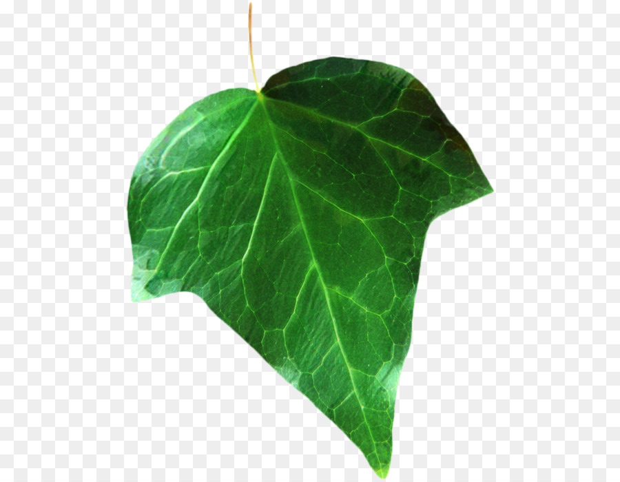 Hoja，Verde PNG