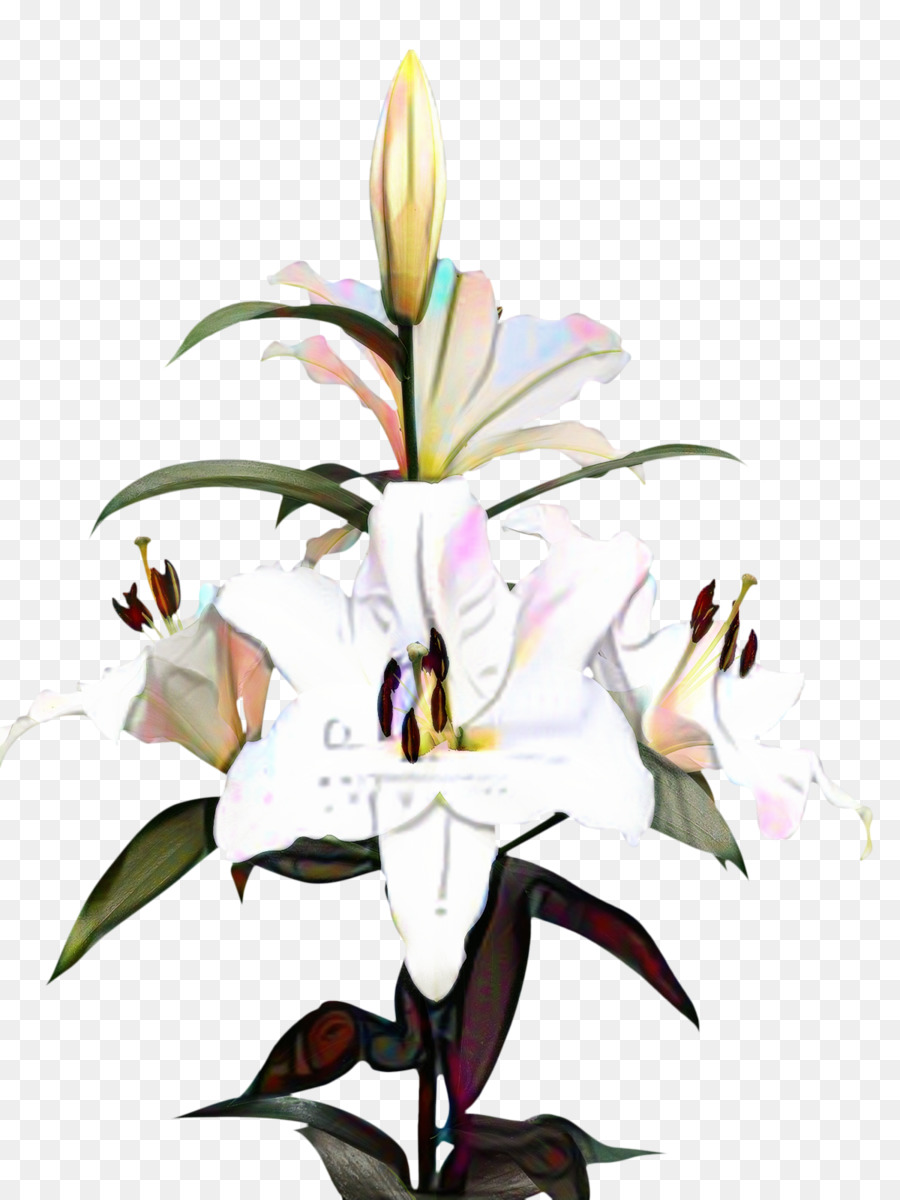 Madonna Lily，Fondo De Escritorio PNG