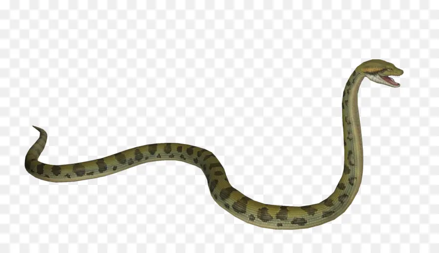 Las Serpientes，Anaconda Verde PNG