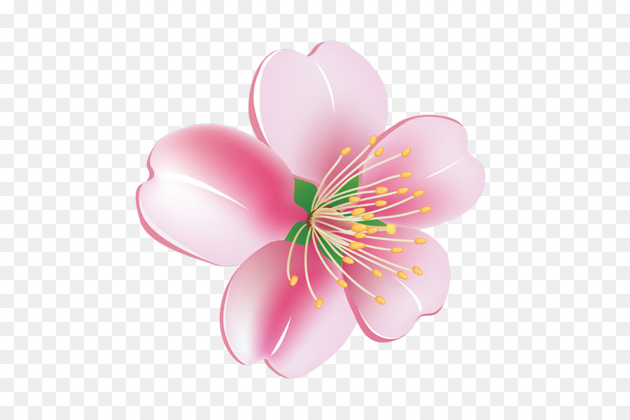 Flor，Florecer PNG