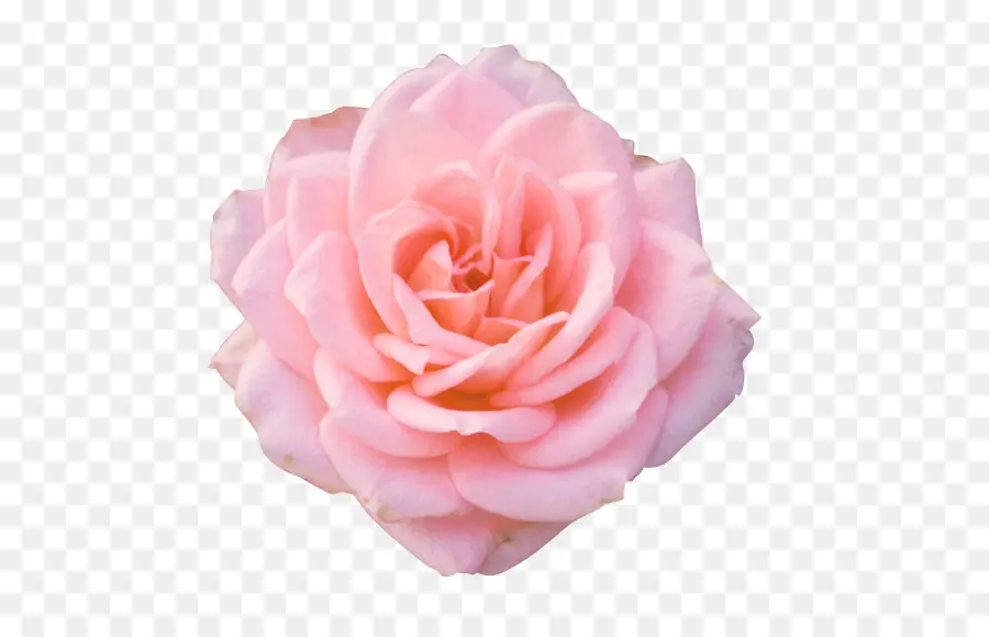 Flor，Rosa PNG