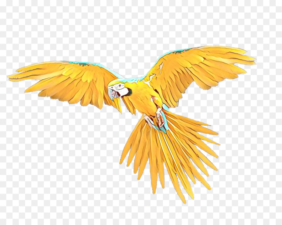 Aves，Vuelo PNG