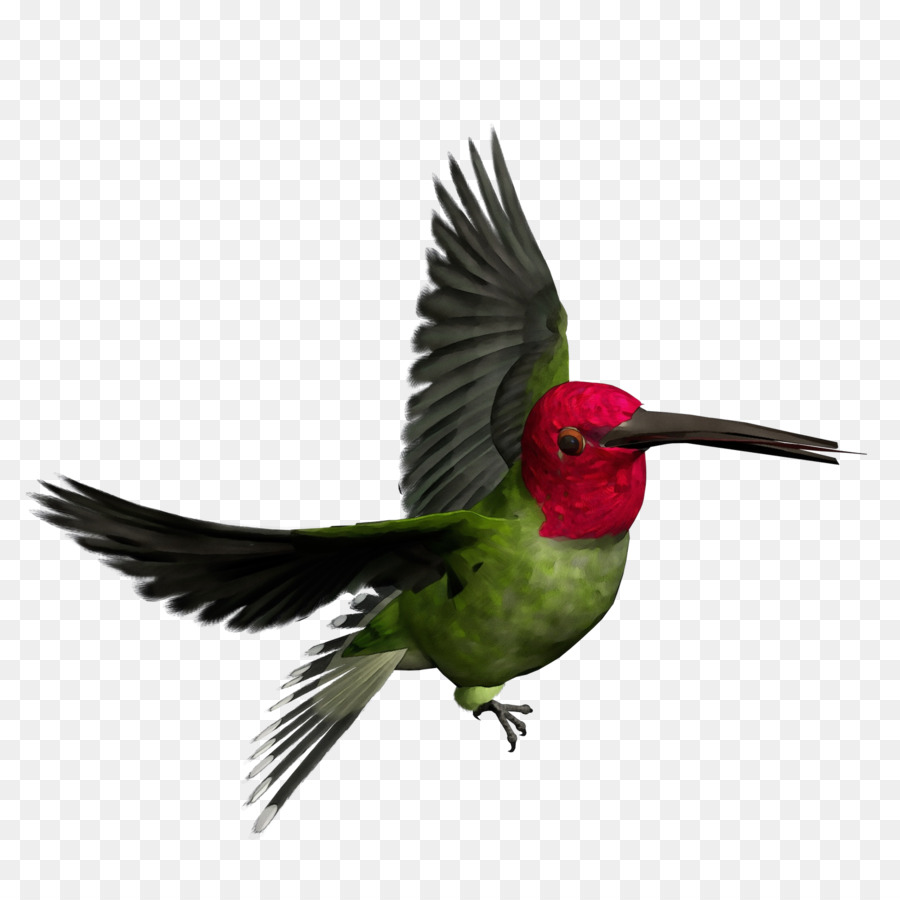 Colibrí Verde，Plumas PNG