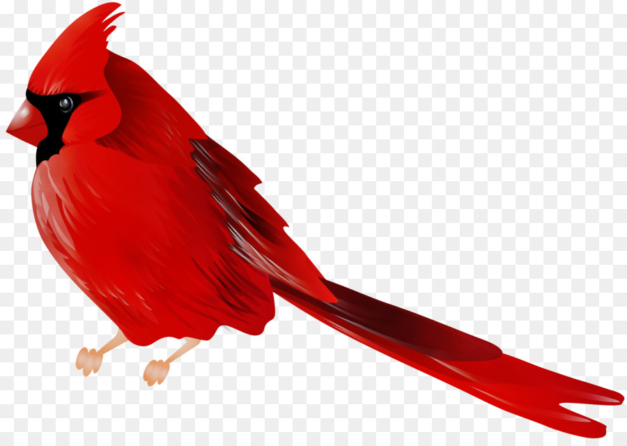 Aves，El Cardenal PNG