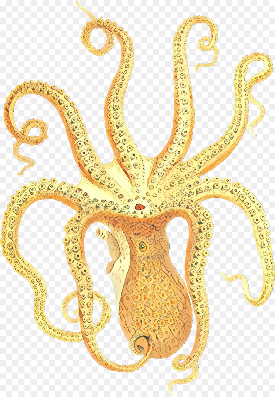 Pulpo，Cartel PNG