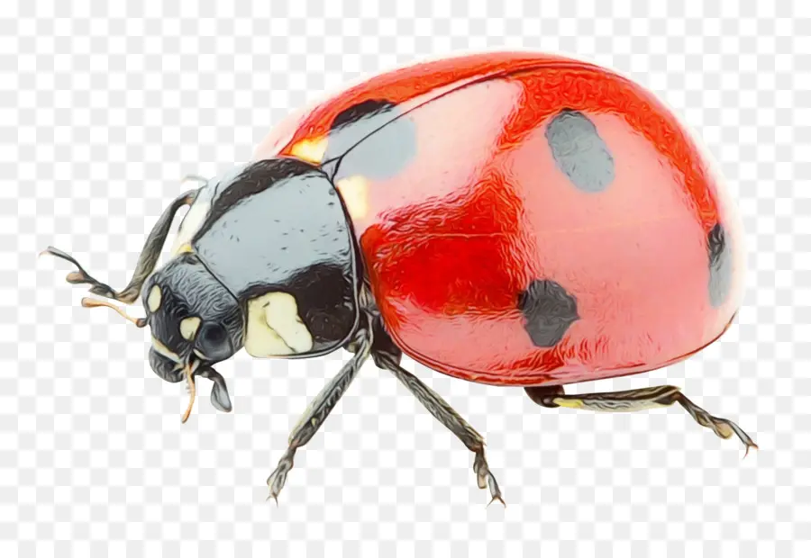 Mariquita，Bicho PNG