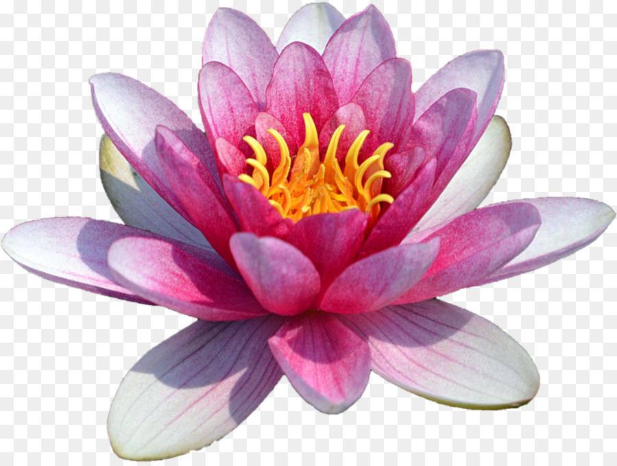 Lily，Ninfea Nelumbo PNG