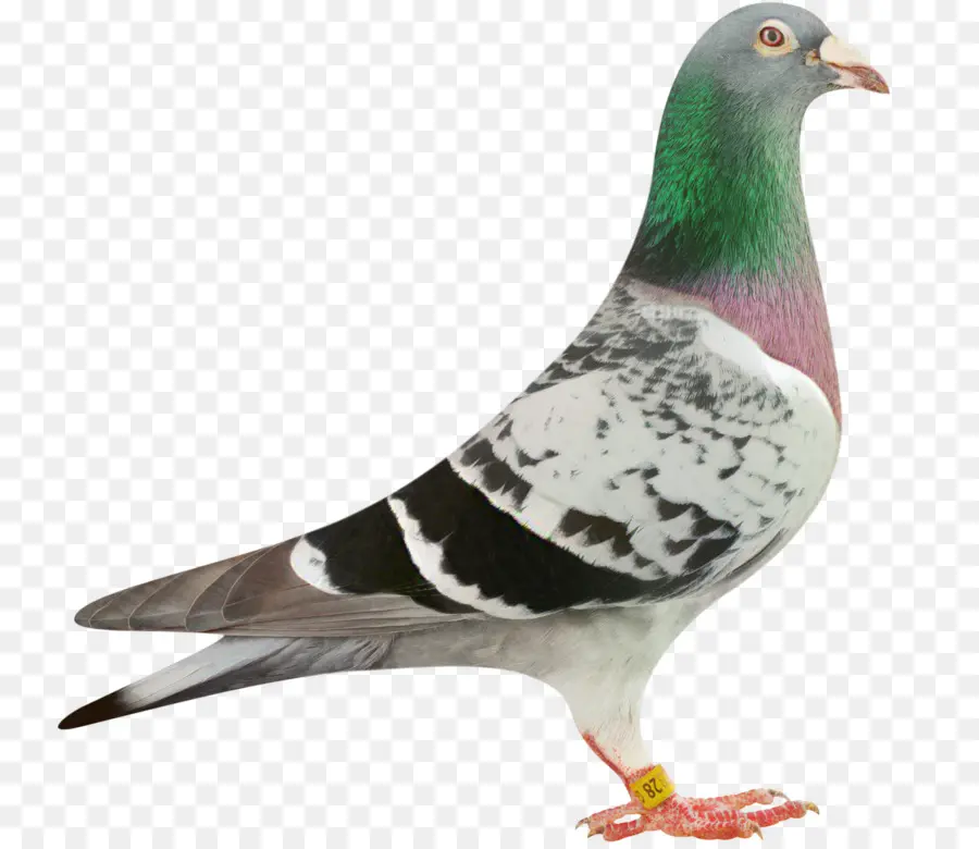 Las Palomas Y Las Palomas，Paloma Mensajera PNG