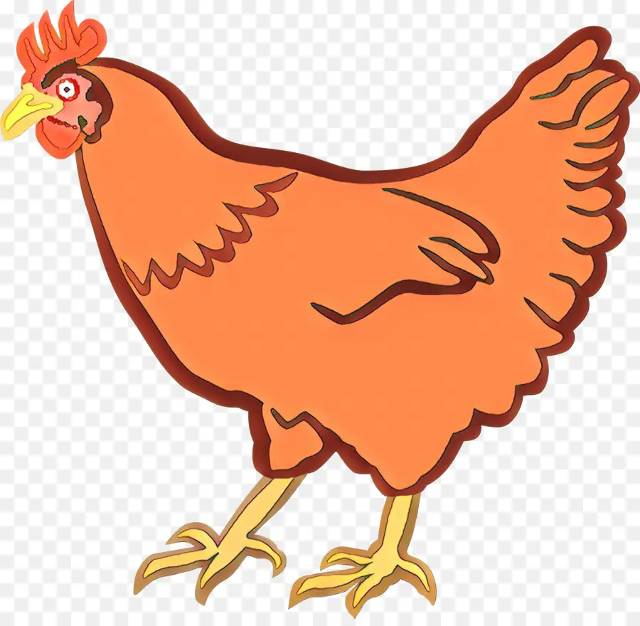 Pollo，Gallina PNG