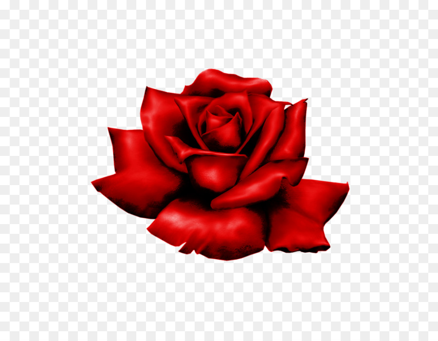 Rosa Roja，Florecer PNG