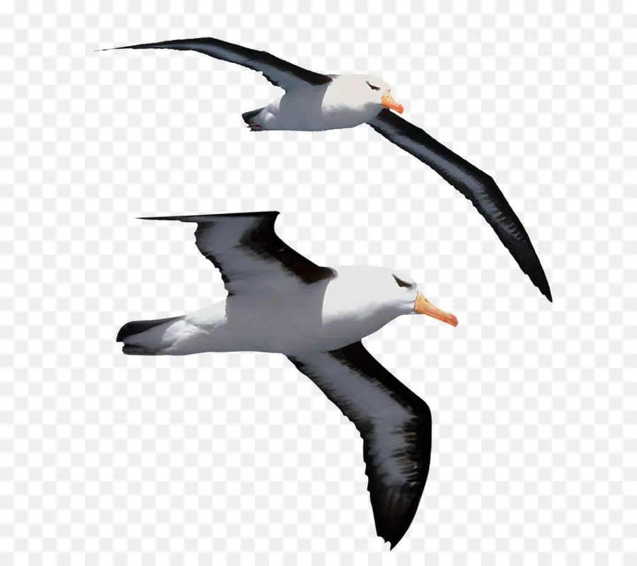 Albatros，Pájaro PNG