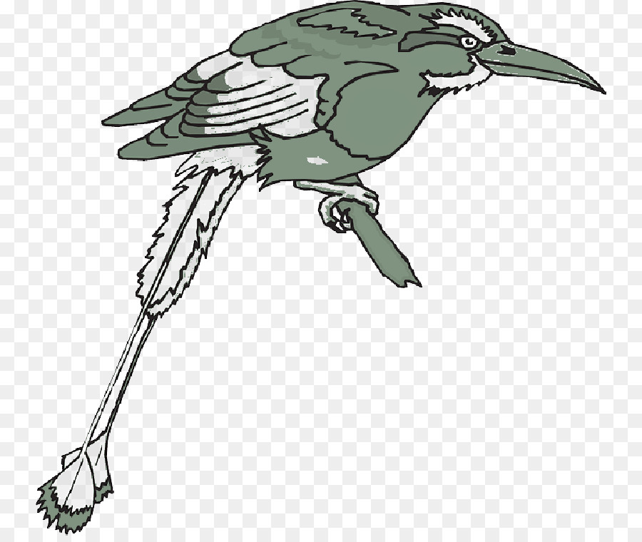 Aves，Pico PNG