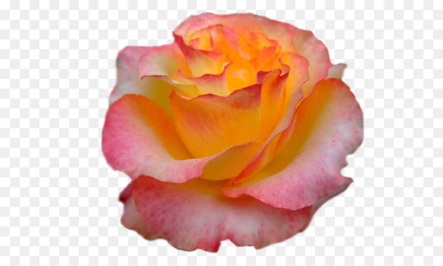 Las Rosas De Jardín，Col Rosa PNG