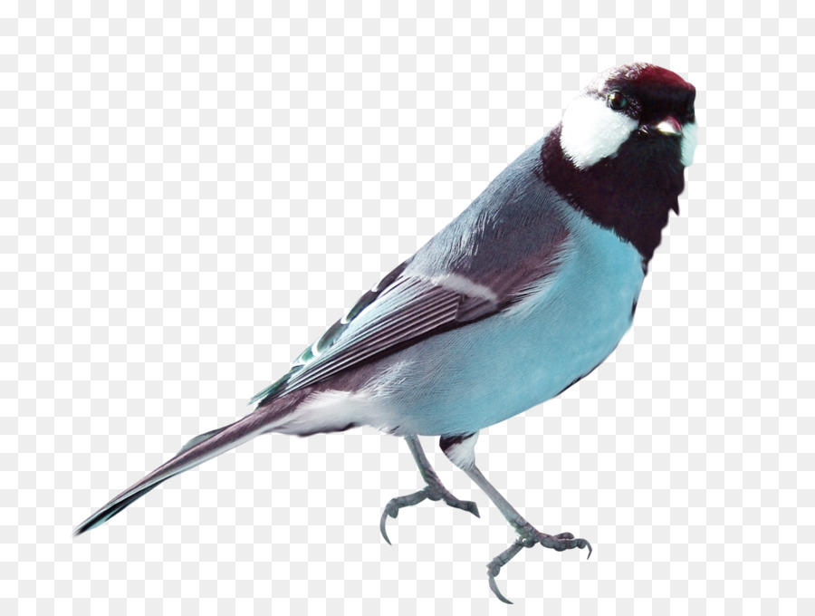 Aves，Las Palomas Y Las Palomas PNG