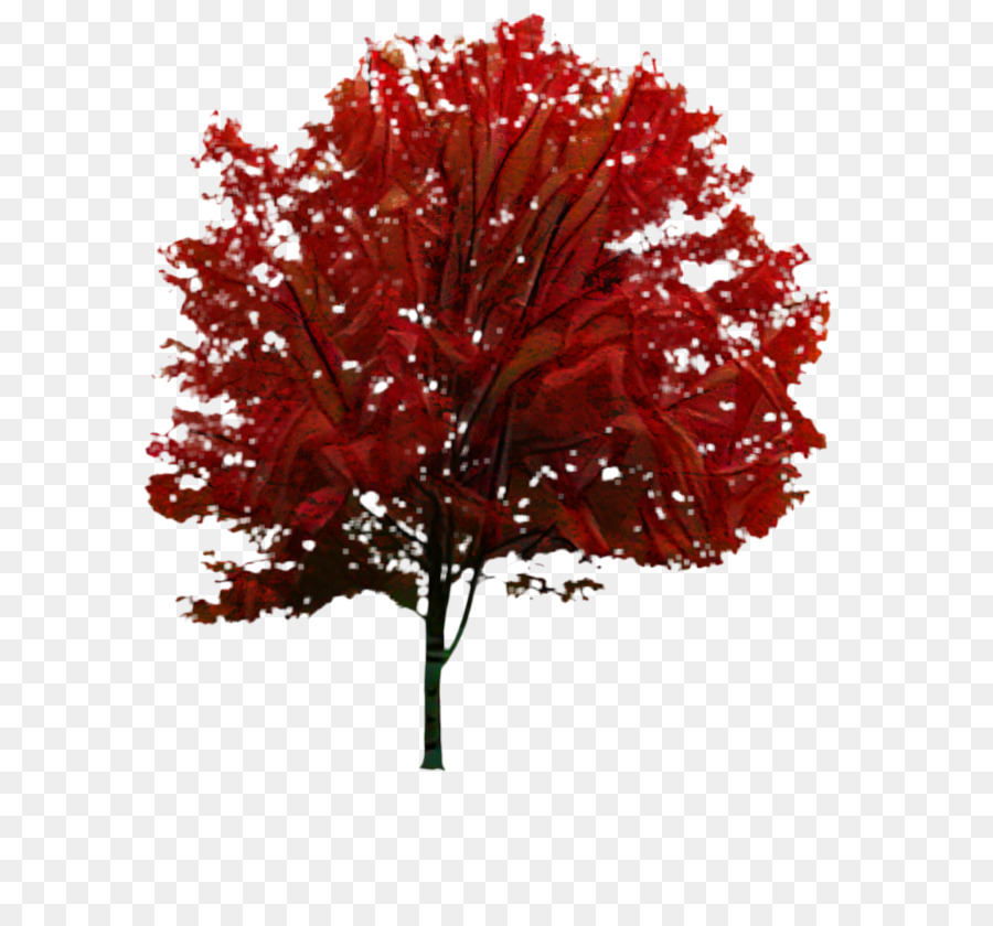 árbol Rojo，Hojas PNG