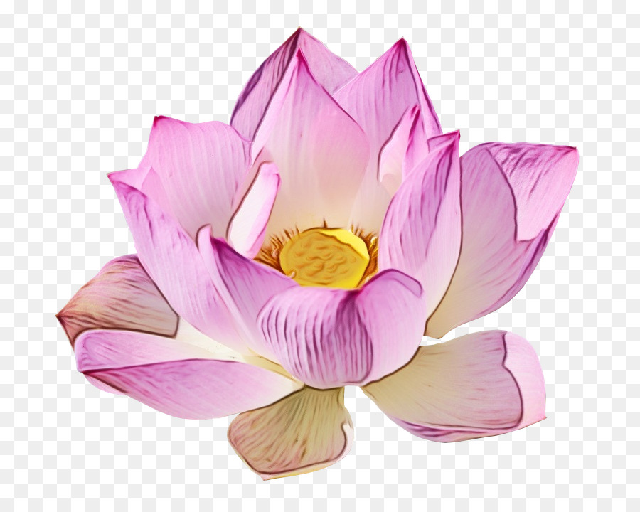 Loto Rosa，Floración PNG