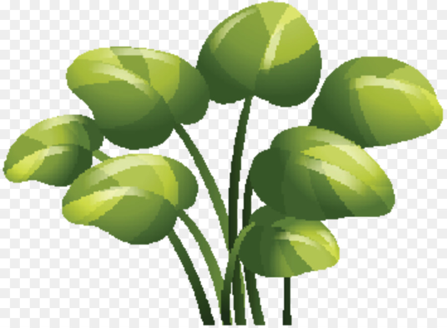 Hojas Verdes，Planta PNG