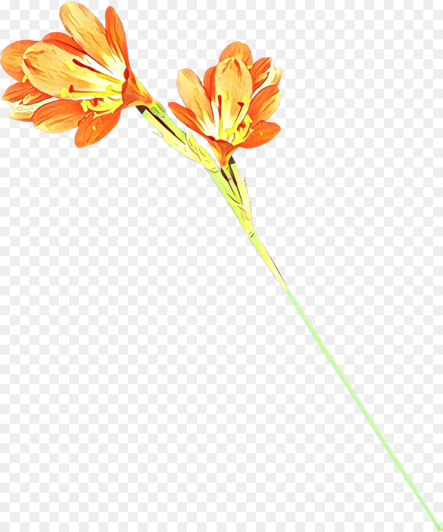 Flores Coloridas，Florece PNG