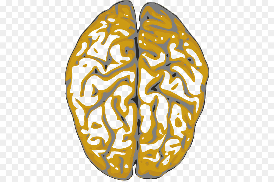 Cerebro，El Cerebro Humano PNG