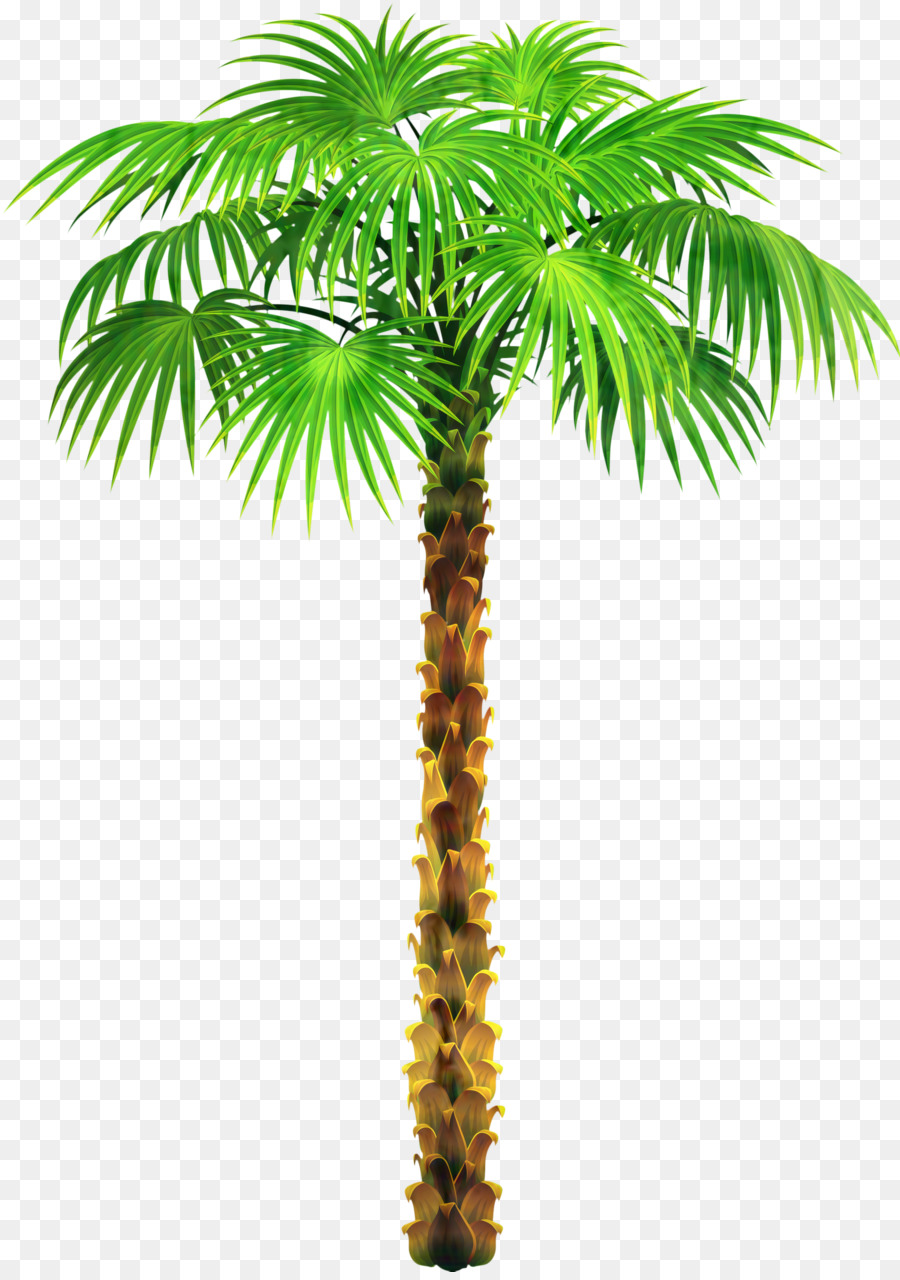 Los árboles De Palma，Árbol PNG