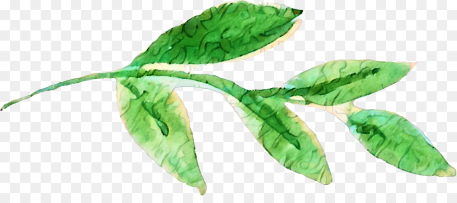 Hojas Verdes，Planta PNG