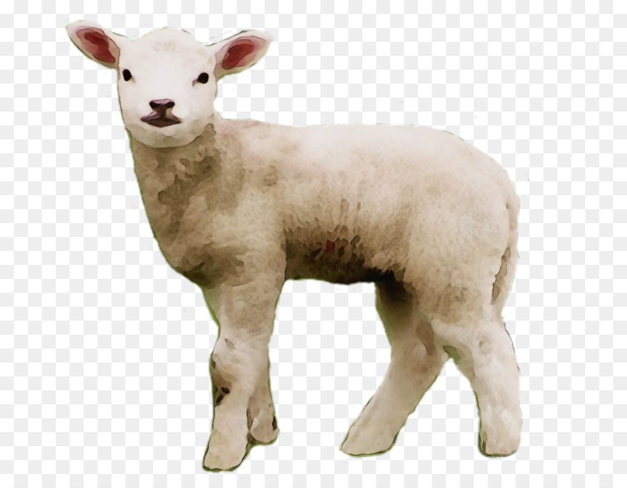 Ovejas De Carne，Merino PNG