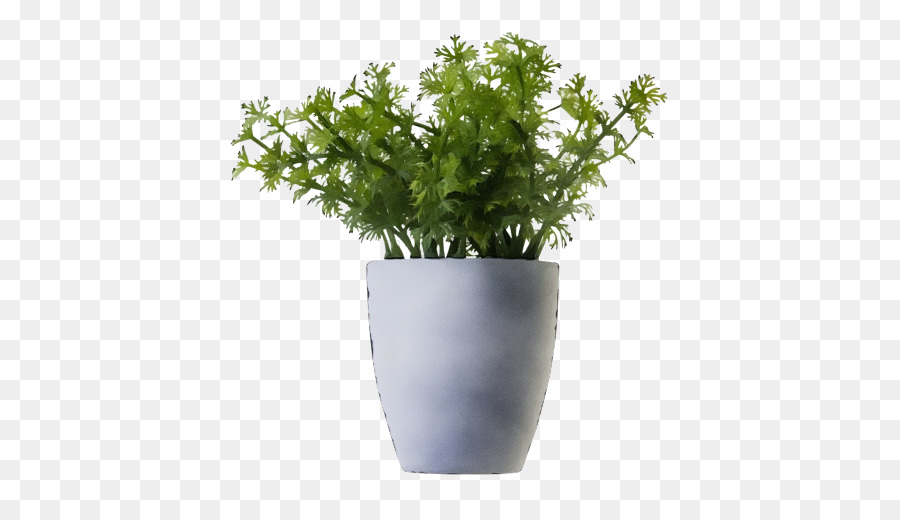 Las Plantas，Planta De Interior PNG