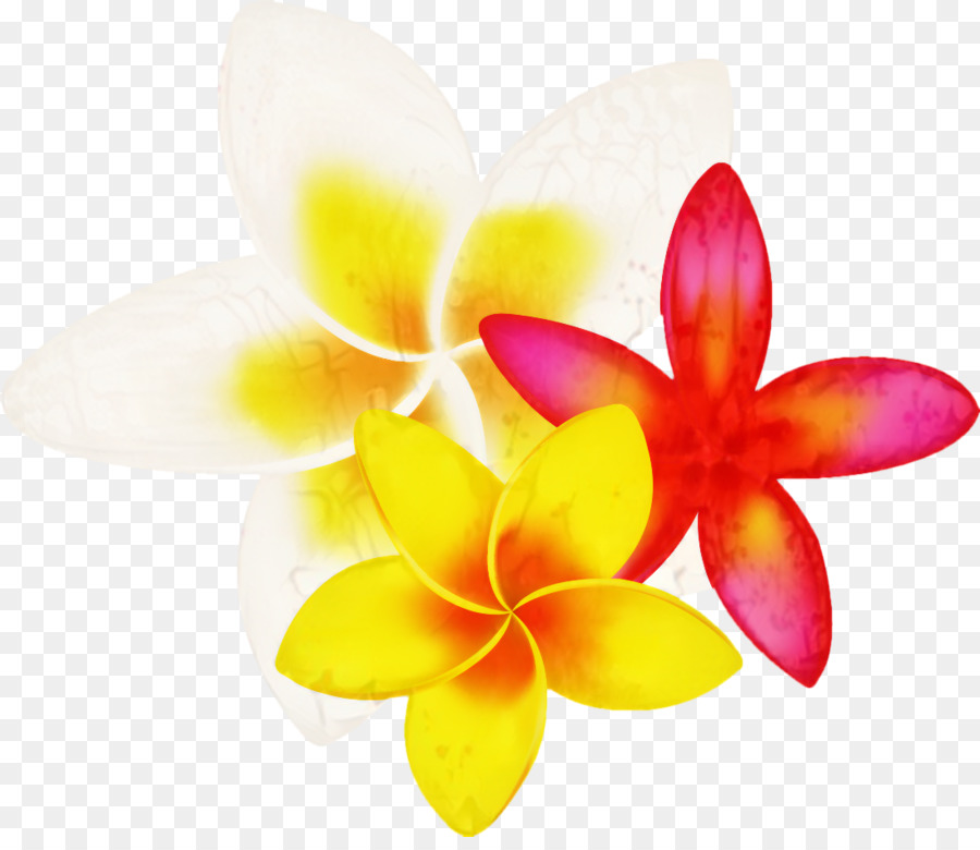 Flores De Plumeria，Florecer PNG