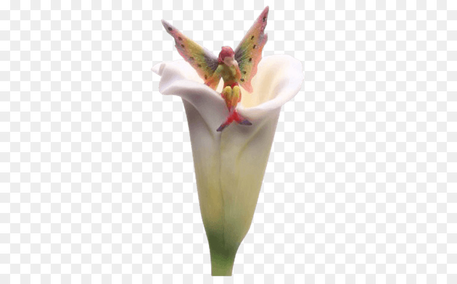 Figurilla，Lily PNG