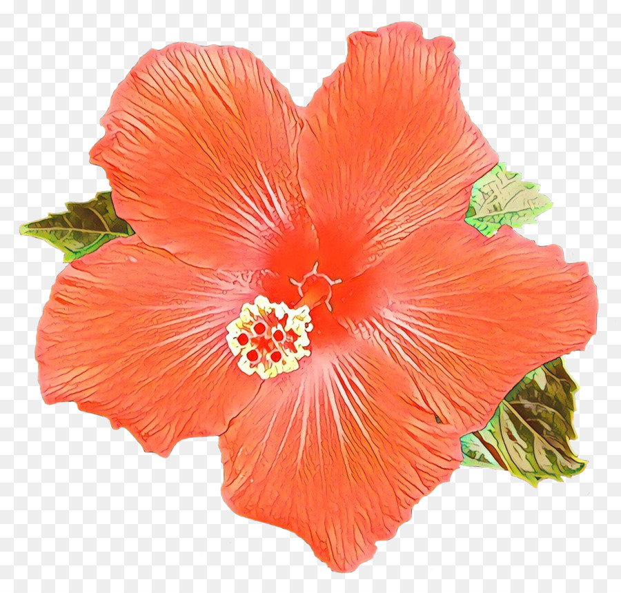 El Té De Hibisco，Shoeblackplant PNG