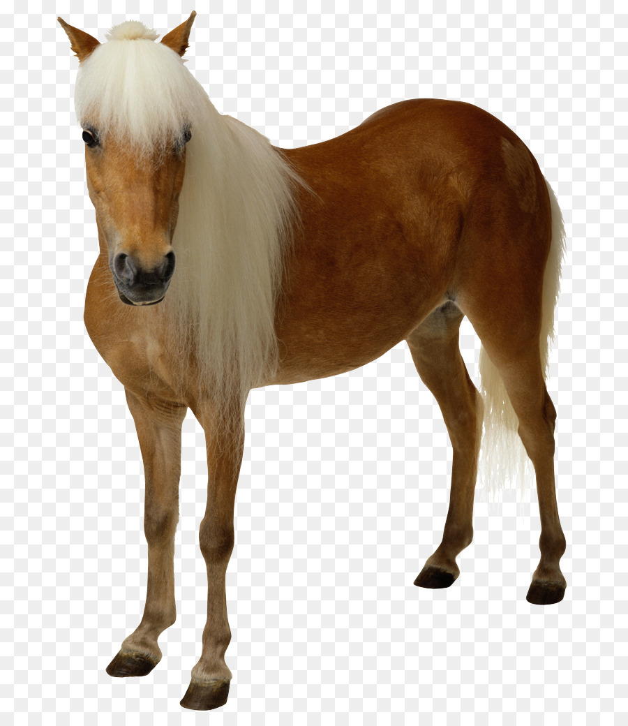 Caballo Americano De La Pintura，Potro PNG