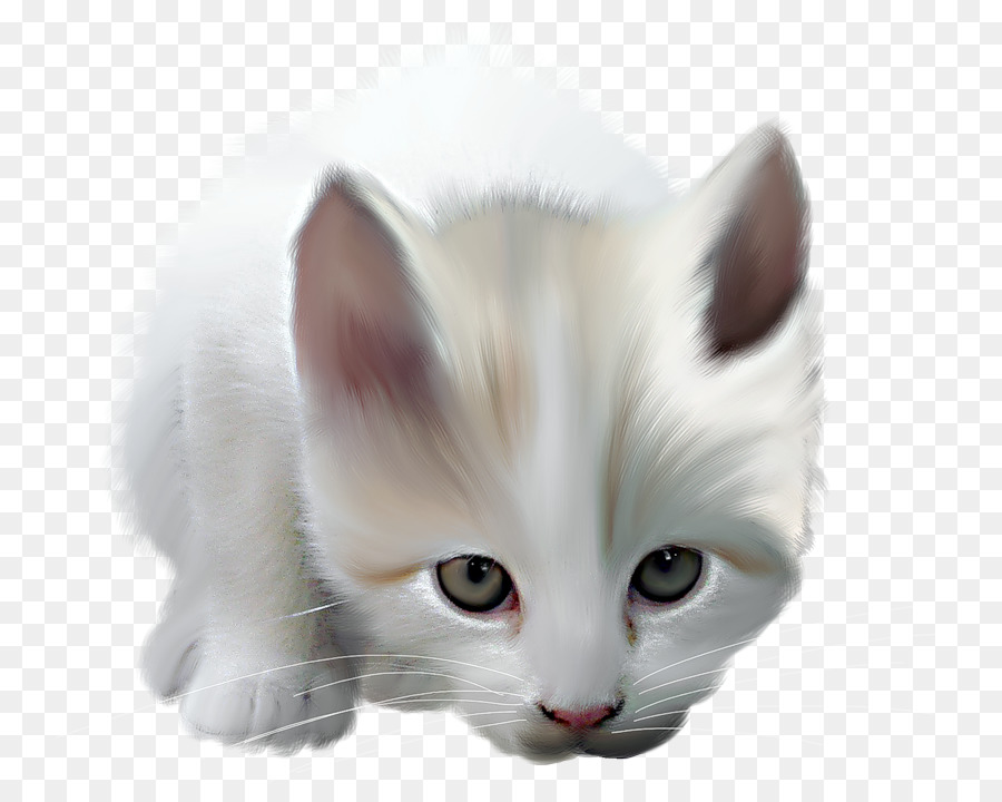 Maine Coon，Brasileño De Pelo Corto PNG