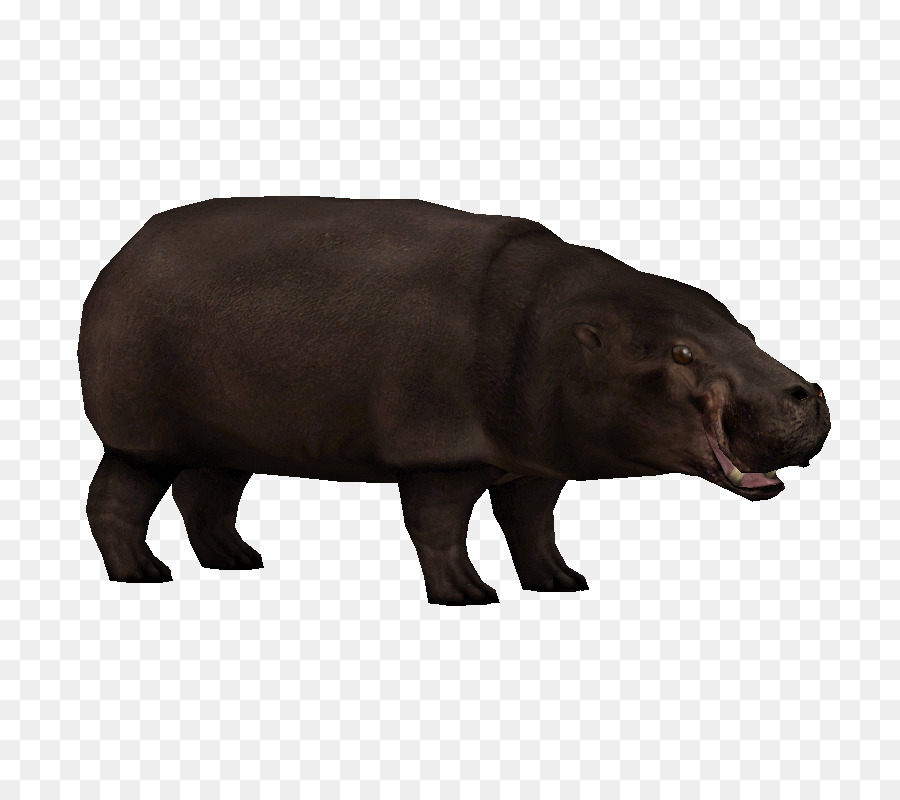 El Hipopótamo Pigmeo，Hipopótamo PNG