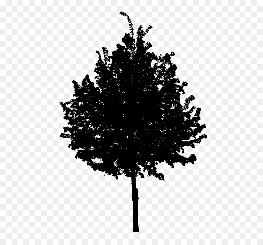 Árbol，Fondo De Escritorio PNG