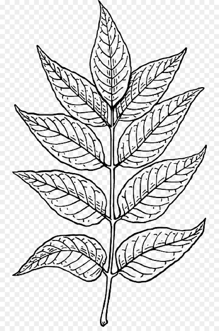 Dibujo De Planta，Hojas PNG