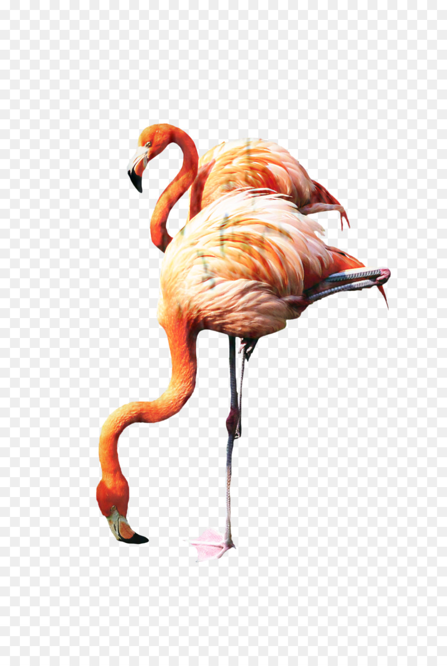 Flamingo，Imágenes De Fondo Albany Flamencos 823820 PNG