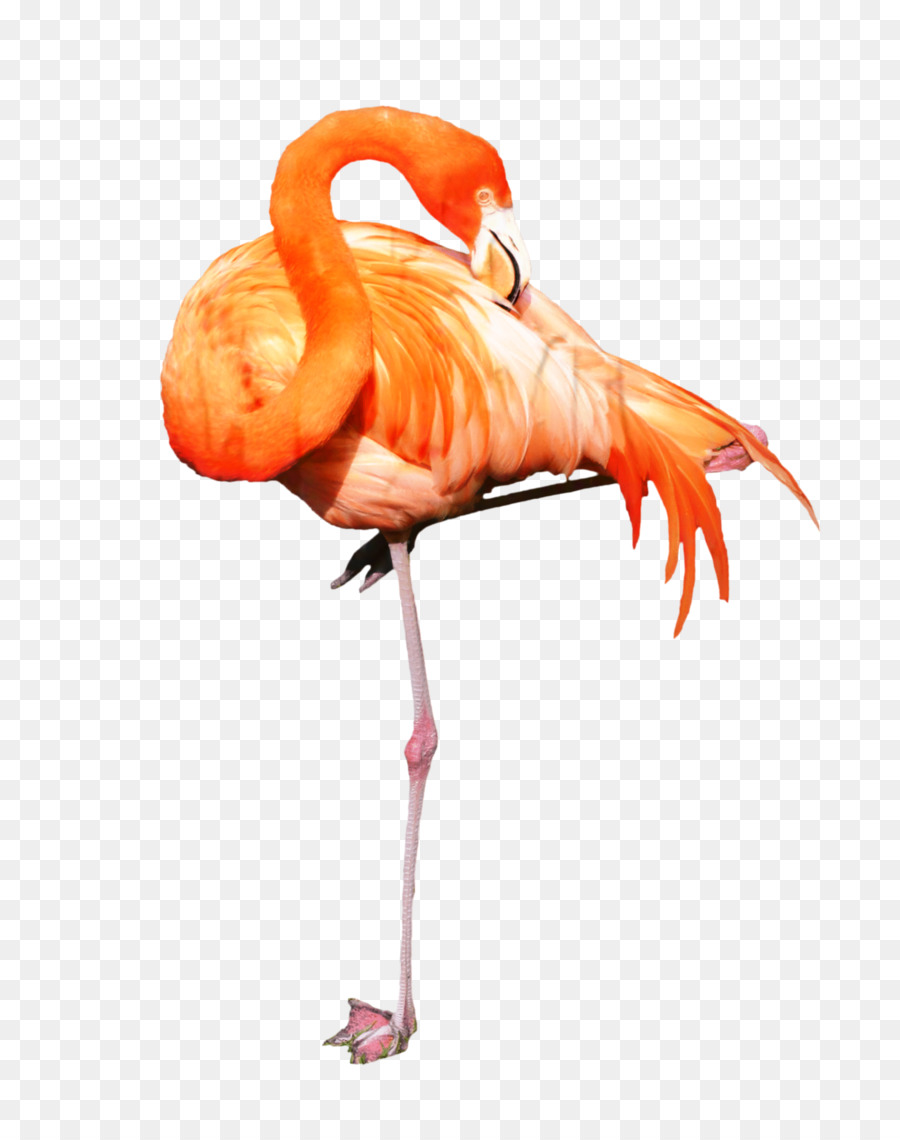 Flamingo，Pintura A La Acuarela PNG