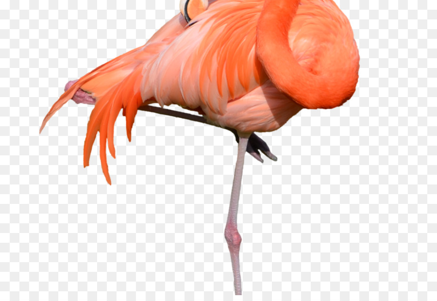 Flamingo，Dibujo PNG