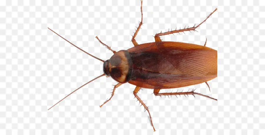 Cucaracha，Los Insectos PNG