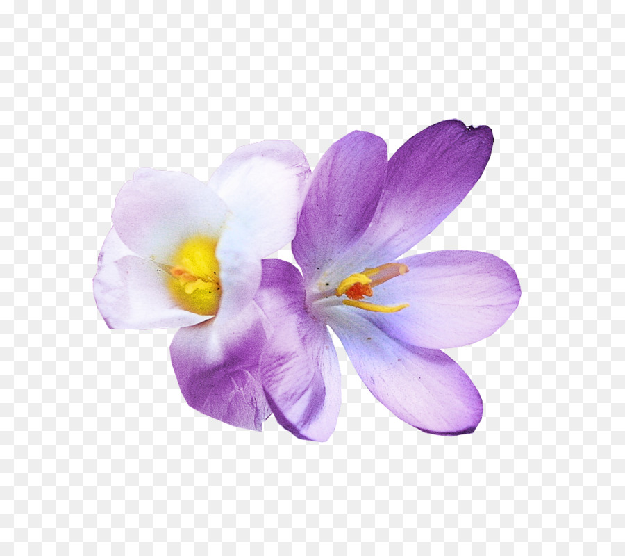 Flores，Orquídea PNG