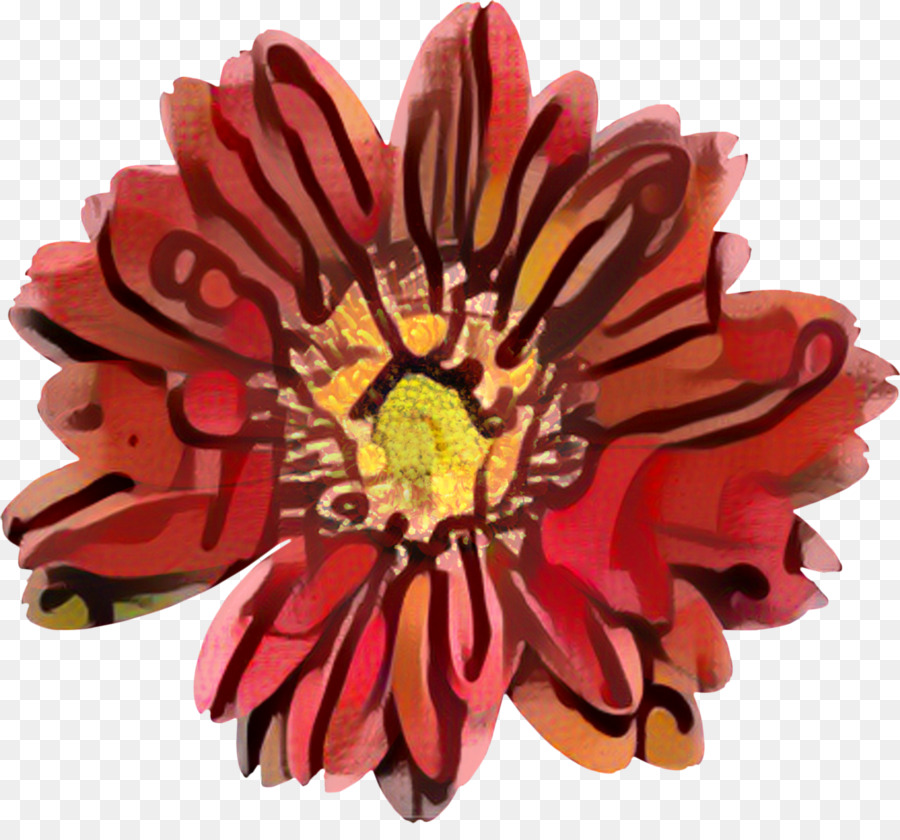 Transvaal Daisy，Crisantemo PNG