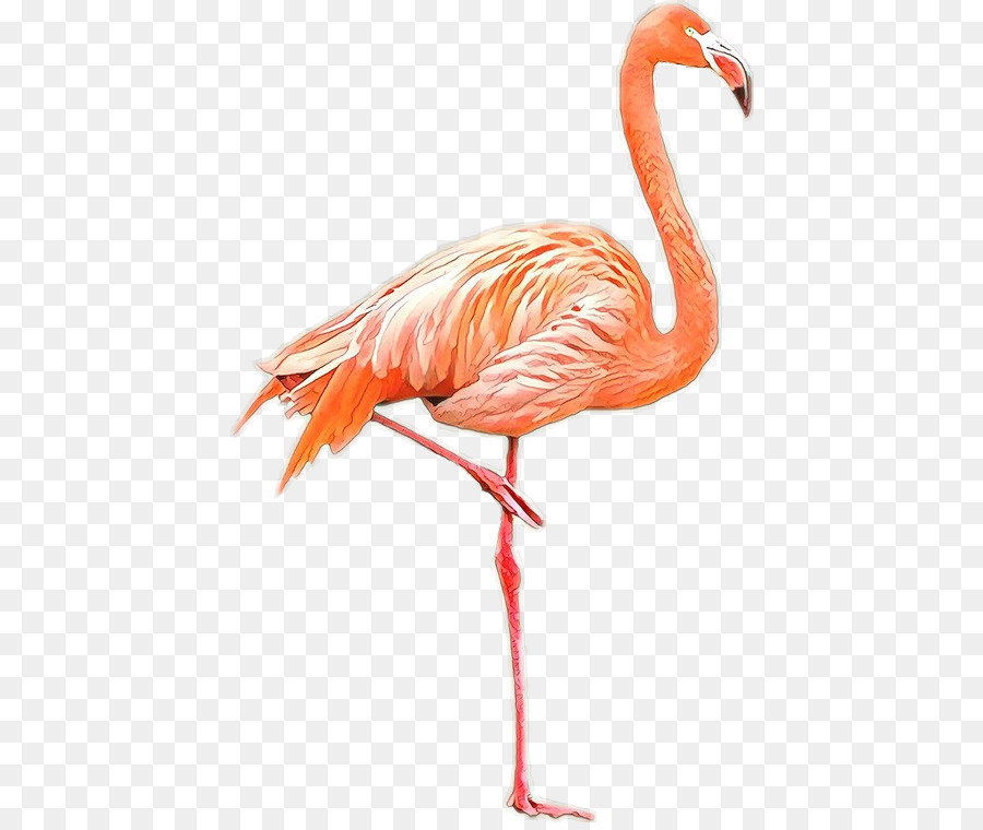 Aves，American Flamingo PNG